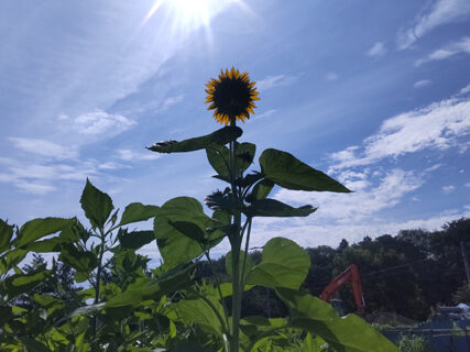 2024年7月27日（土）晴れ