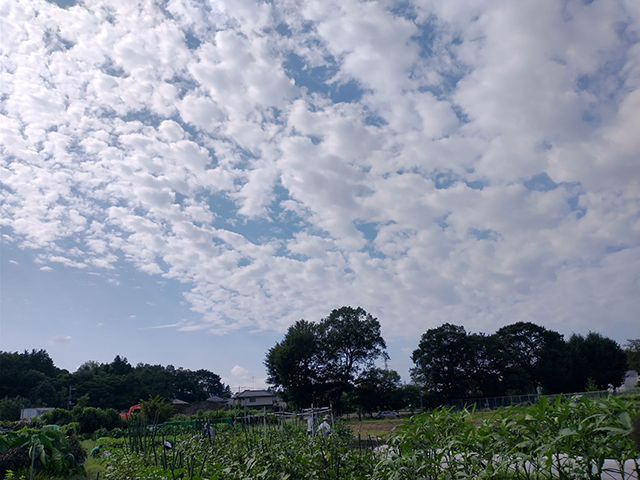 2024年9月4日(水)　晴れ