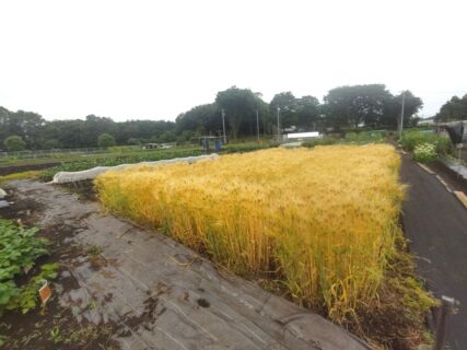 2025年5月18日(日)曇り