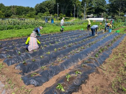 2025年6月17日(火)晴れ