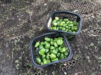 2025年10月21日(火)曇り