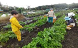 2025年11月1日(土)曇り