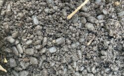 今年の落ち葉堆肥は、ミミズが食べてくれた。