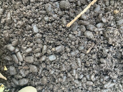 今年の落ち葉堆肥は、ミミズが食べてくれた。