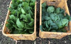 2025年11月11日(火)曇り