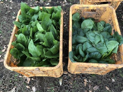 2025年11月11日(火)曇り