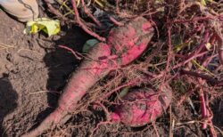 2025年11月4日(火)晴れ