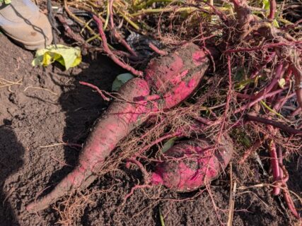 2025年11月4日(火)晴れ