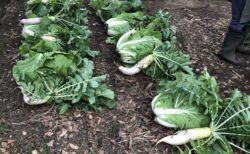 2025年11月25日(火)曇り時々小雨