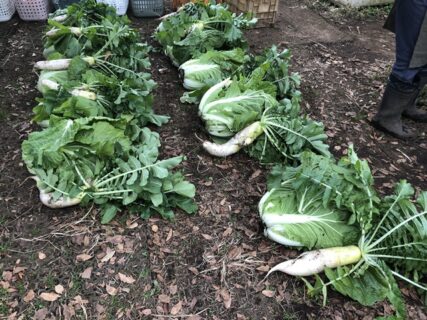 2025年11月25日(火)曇り時々小雨