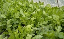 2025年12月2日(火)晴れ