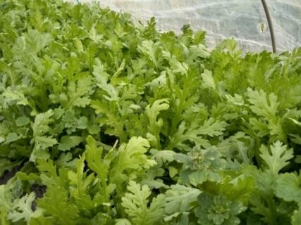 2025年12月2日(火)晴れ