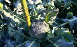 2026年1月13日(火)晴れ