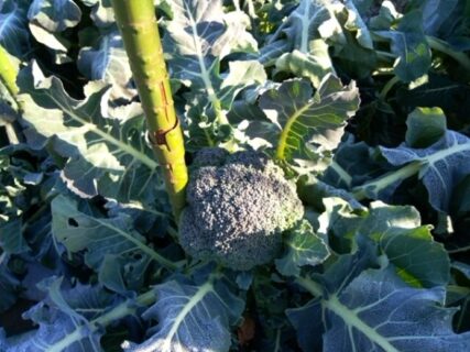 2026年1月13日(火)晴れ