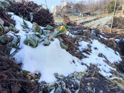 2026年2月10日(火)晴れ