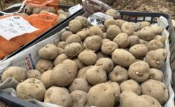 2026年2月17日(火)　曇り　