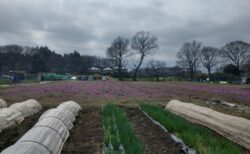 2026年3月17日(火)晴れ