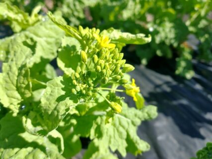 2026年3月4日(水)曇り