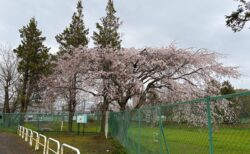 2026年4月4日(土)曇り