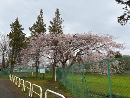 2026年4月4日(土)曇り