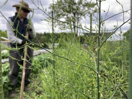 2026年4月25日(土)曇り