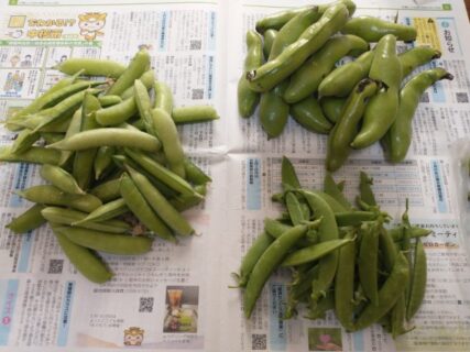 2026年5月19日(火)晴れ