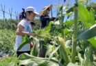2026年6月2日(火)曇り
