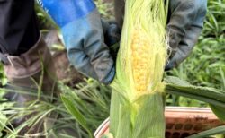2025年6月23日(火)曇り