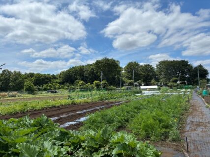 2026年6月6日(土)晴れ