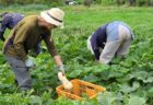 2026年8月18日(火)晴れ
