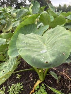 2026年9月30日(水)曇り